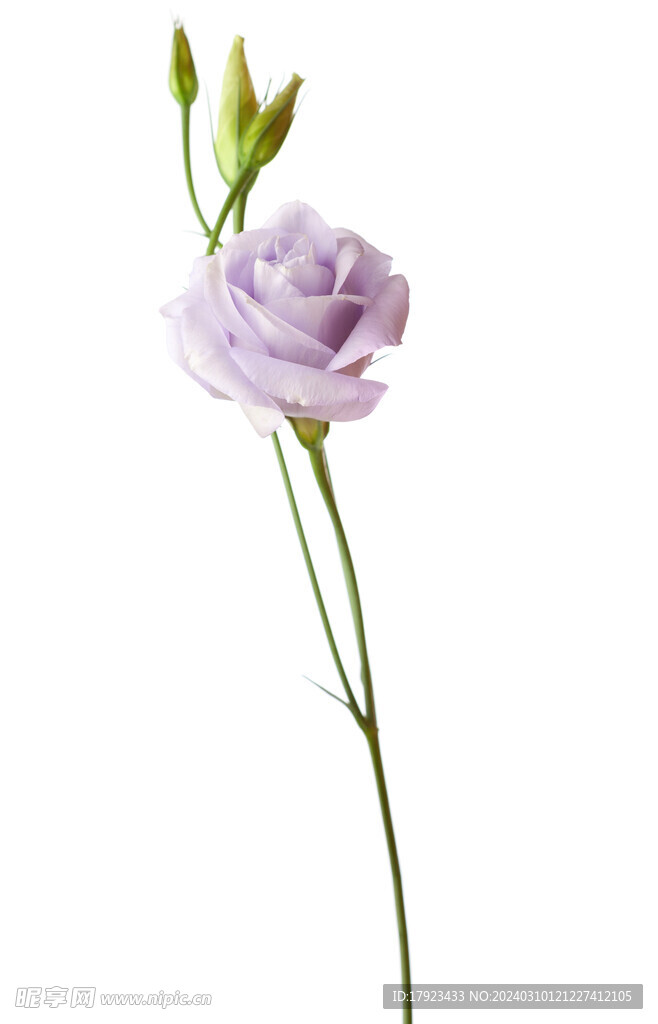 玫瑰花