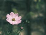 盛开的花朵