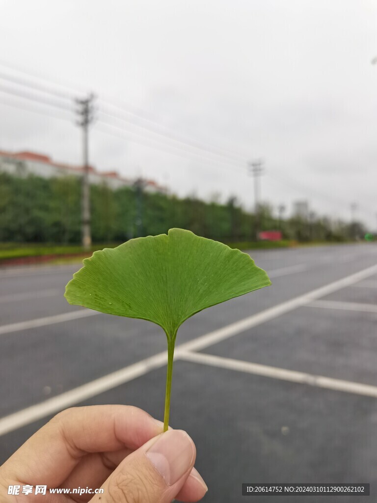 手中的银杏叶