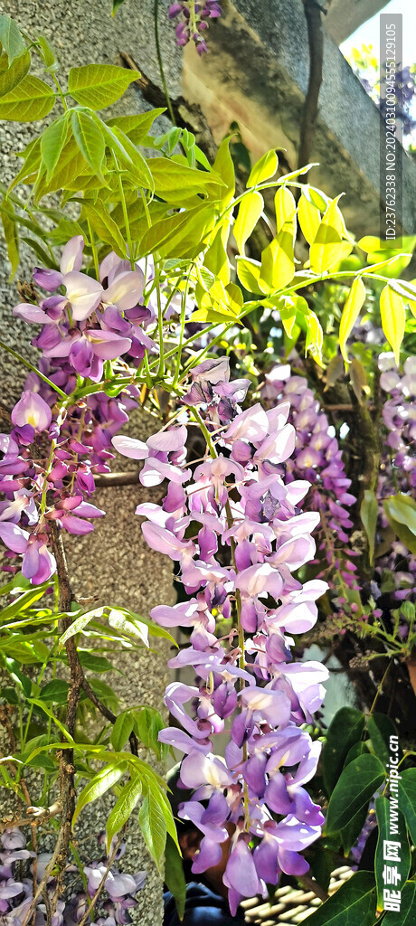 紫藤花