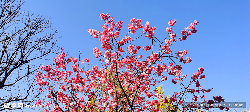 樱花