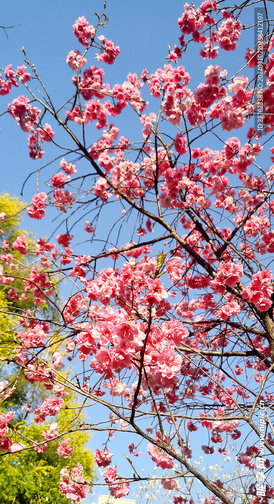 樱花