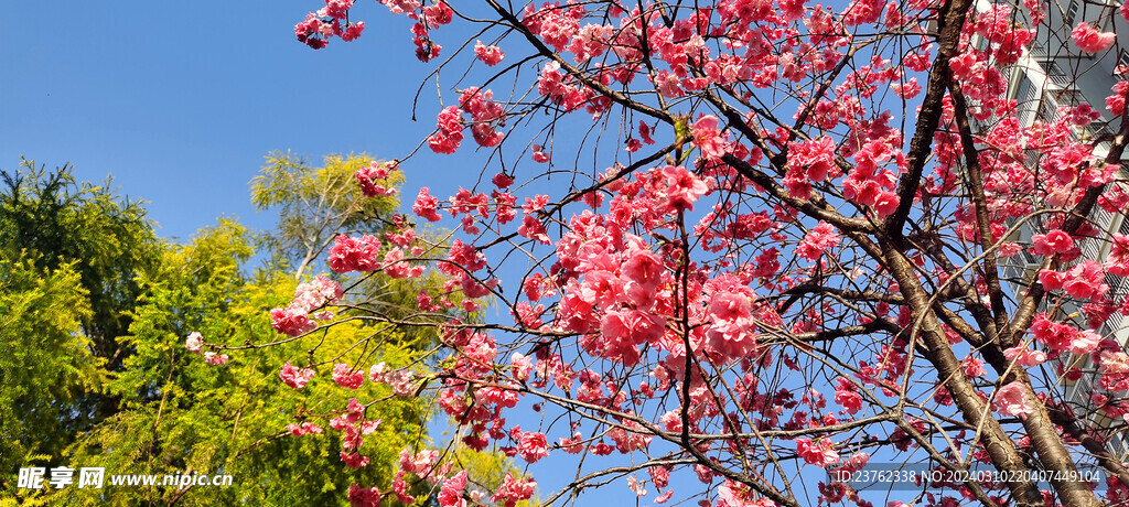 樱花