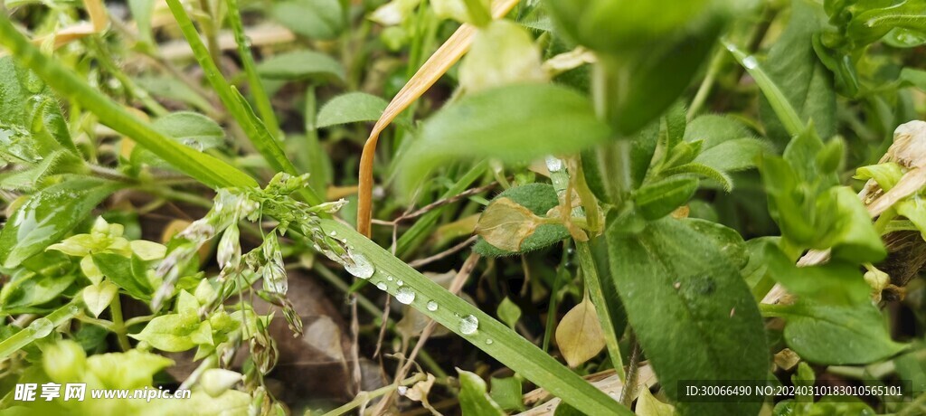 小草 