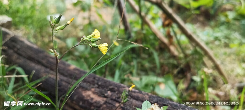 小草