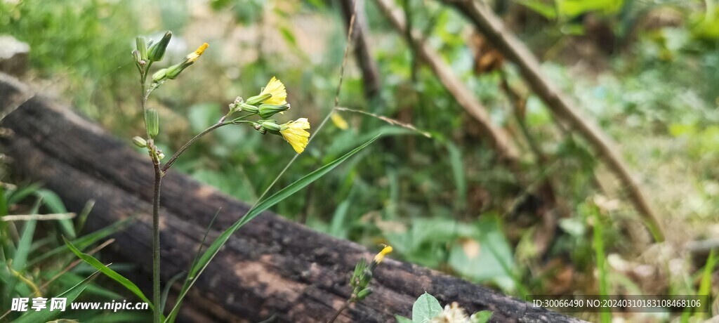 小草 