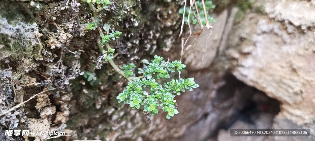 小草 