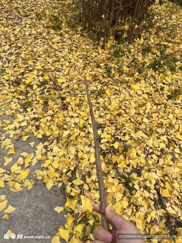 落地银杏叶