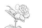 栀子花
