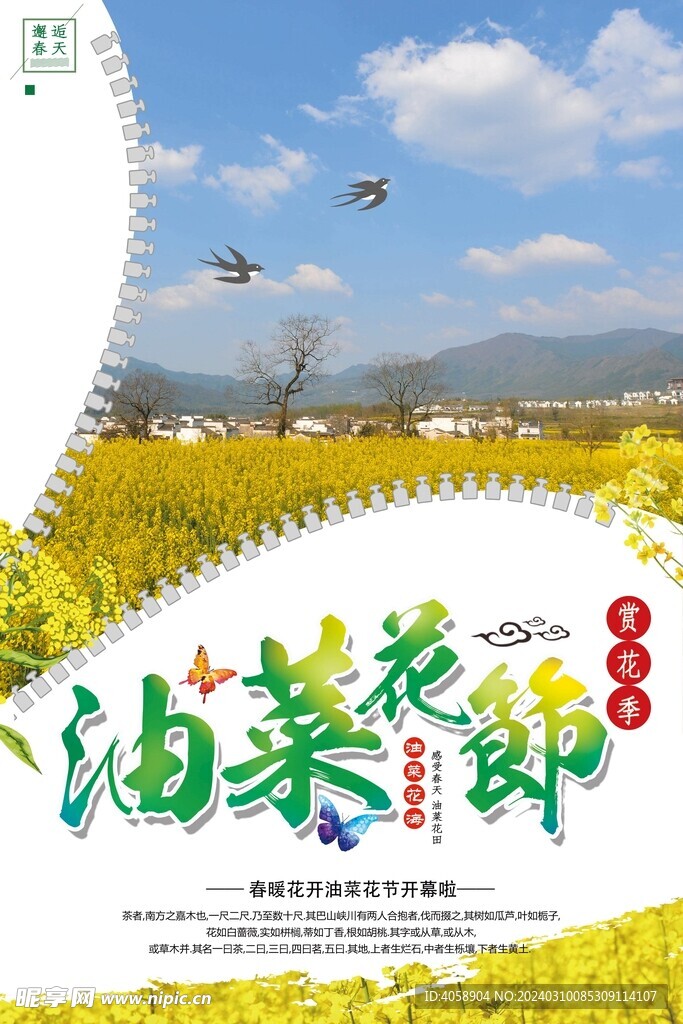 油菜花