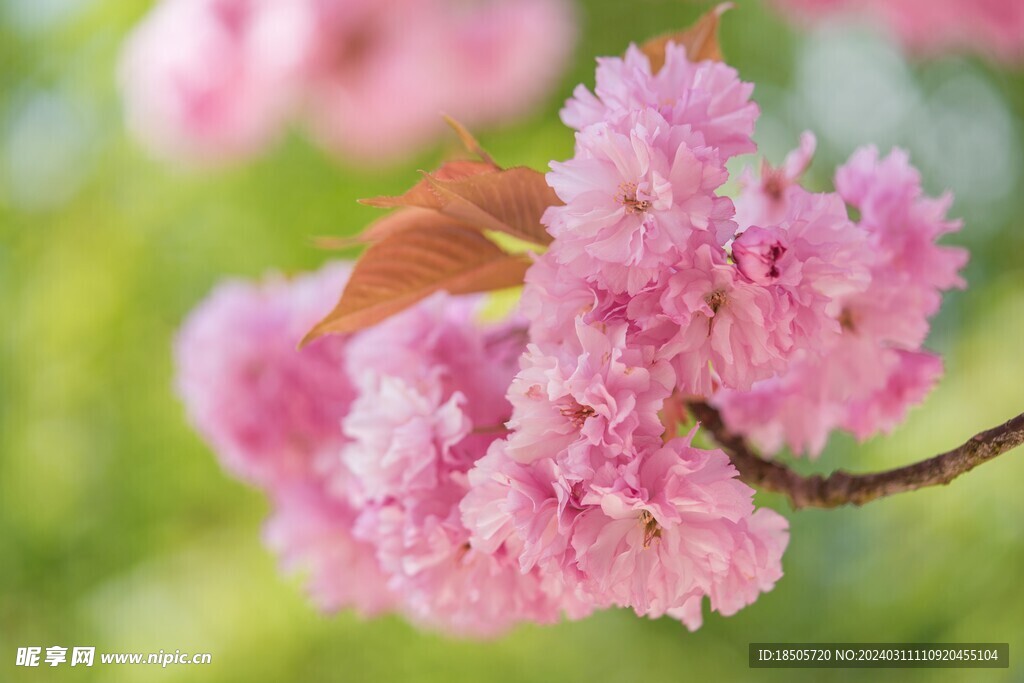 樱花