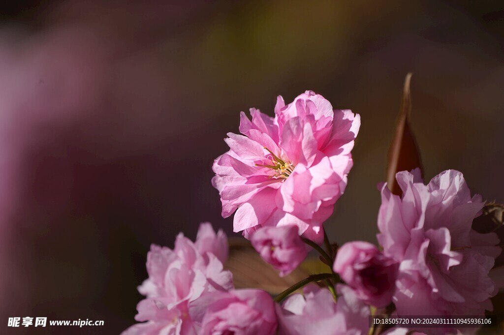 樱花