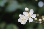 鲜花