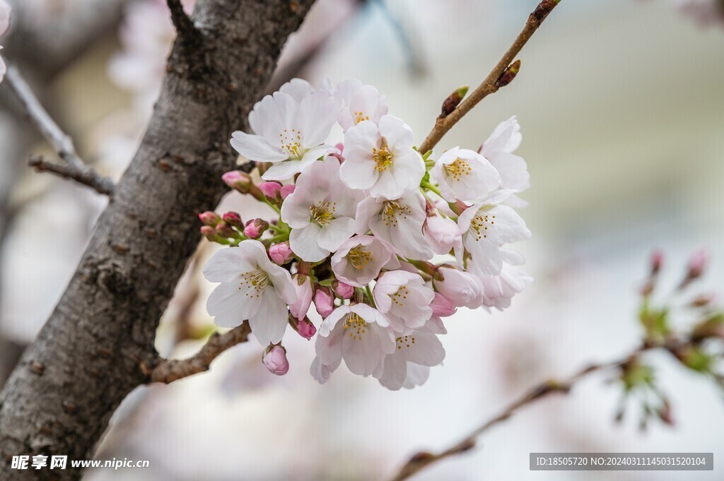 桃花