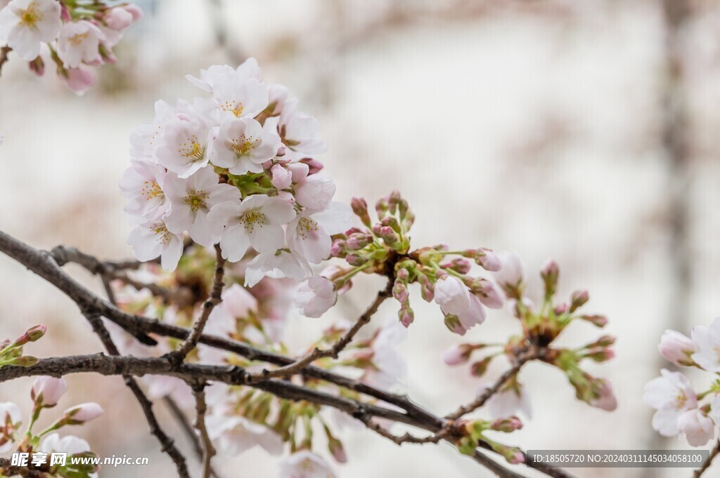 樱花