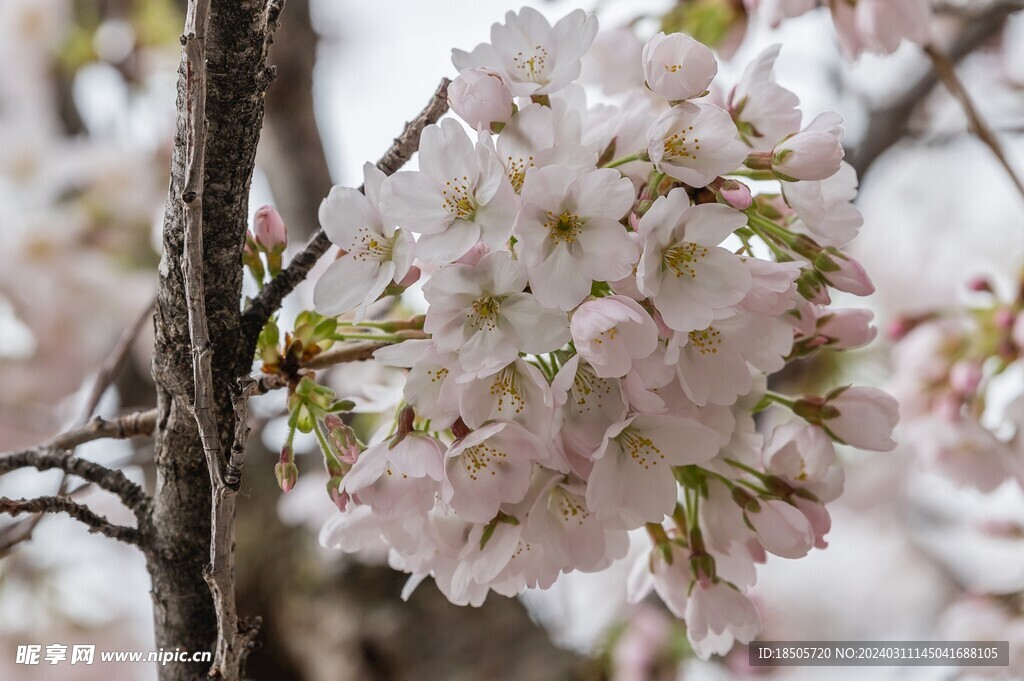 樱花