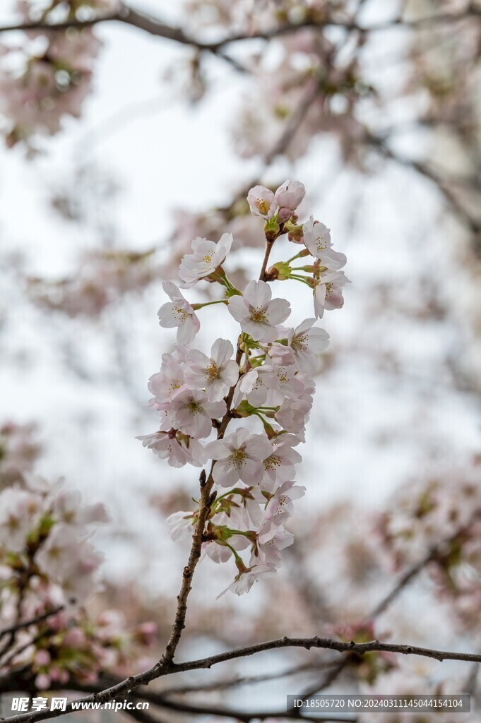 樱花