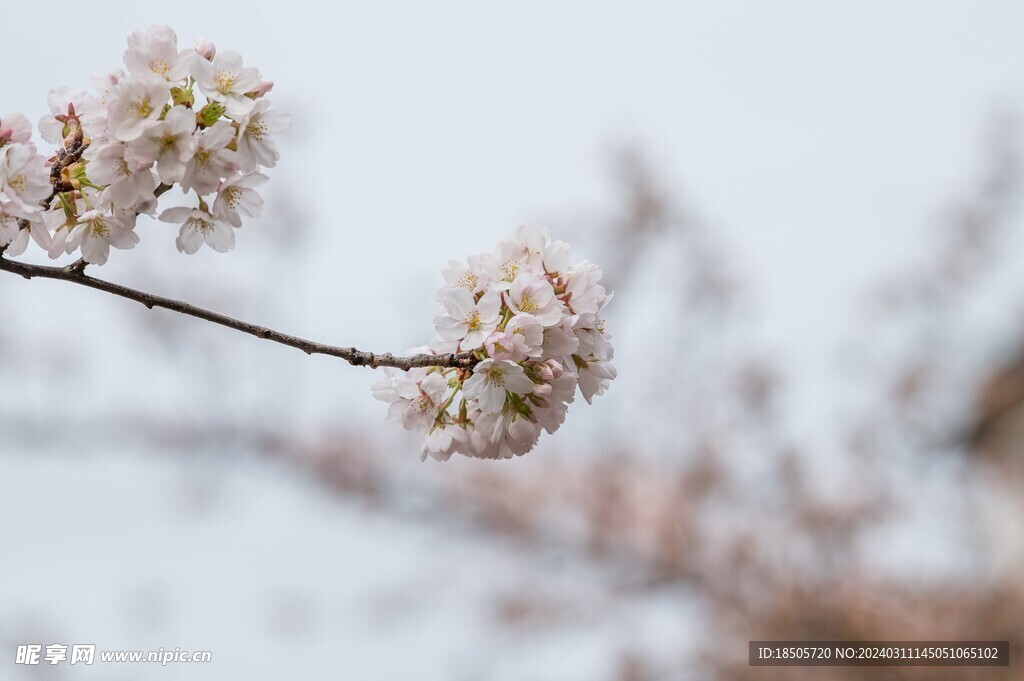 樱花