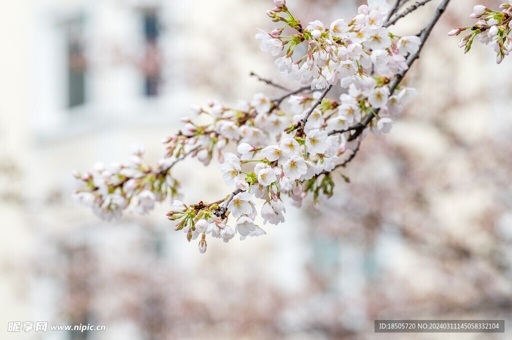 樱花