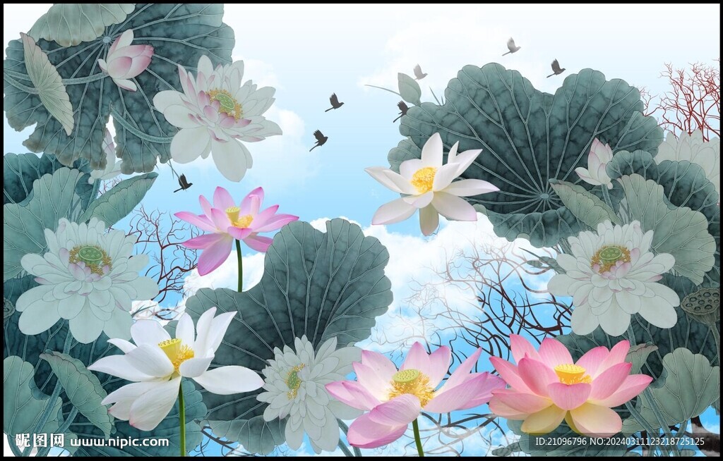 荷花 