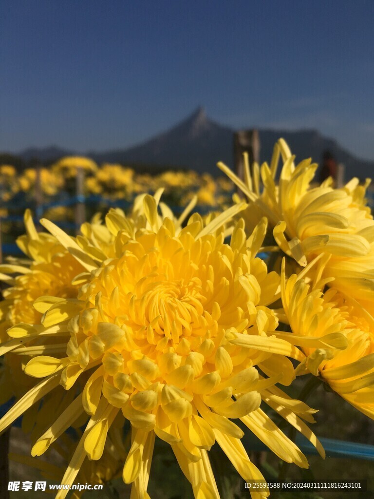 盛开的菊花