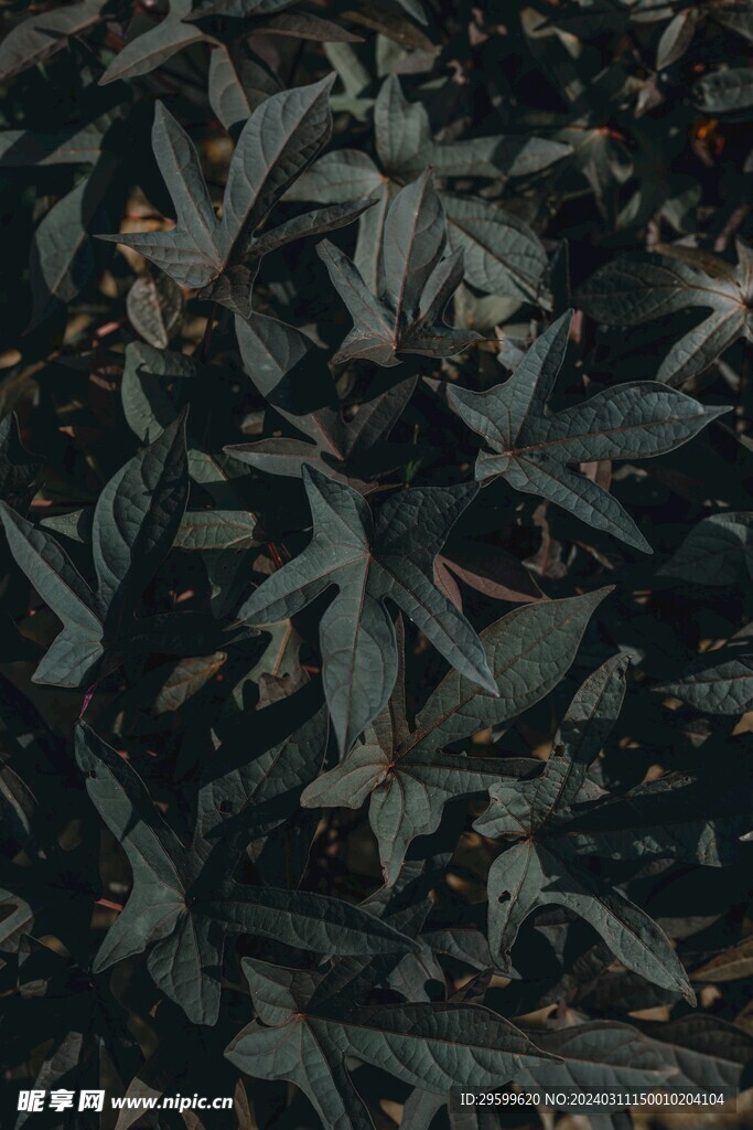 树叶纹理  