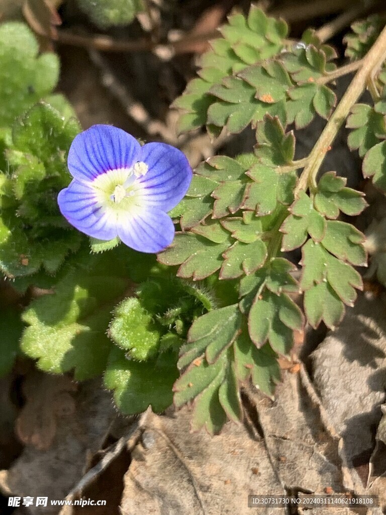 不知名蓝紫色小野花