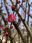 梅花