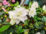白花杜鹃