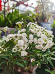 小白花