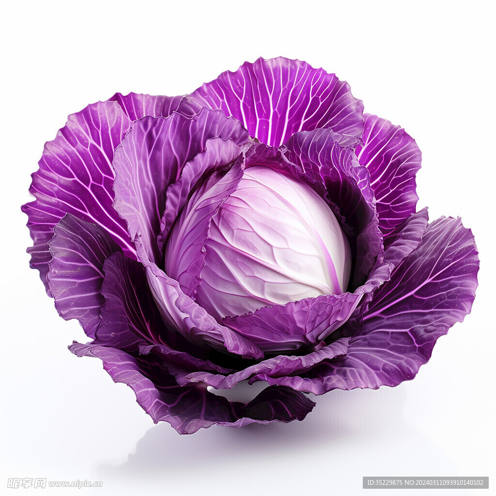 高清紫橄榄菜