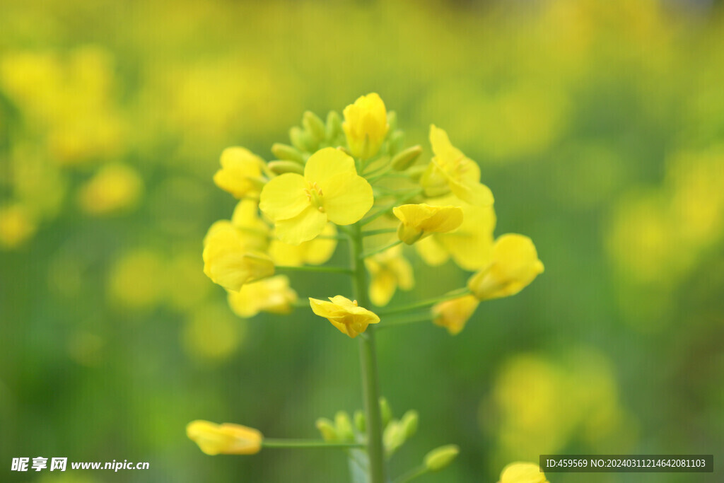 油菜花