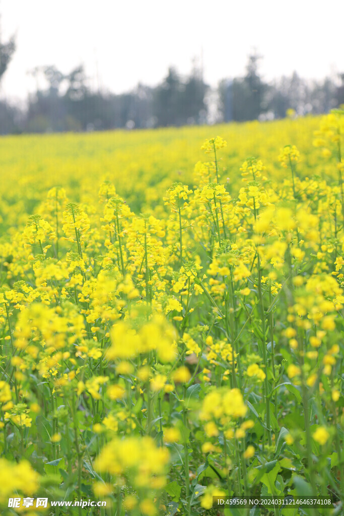 油菜花