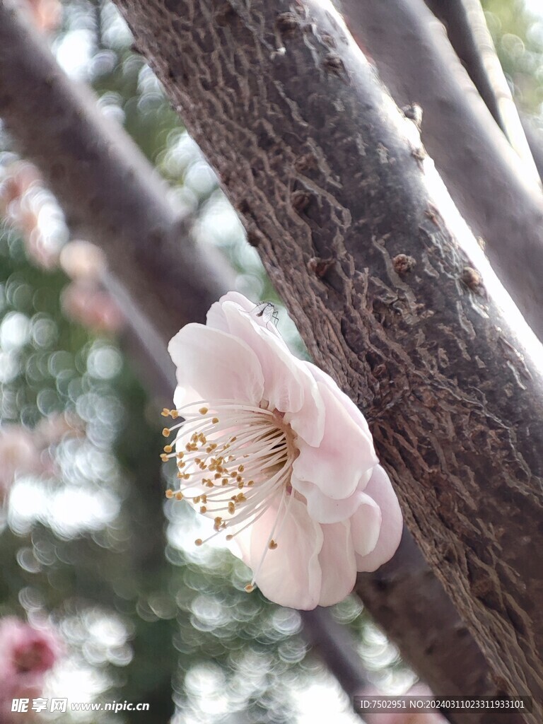 粉色桃花一朵