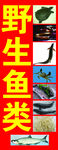 鱼类甲鱼海报