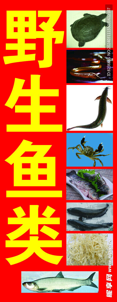 鱼类甲鱼海报