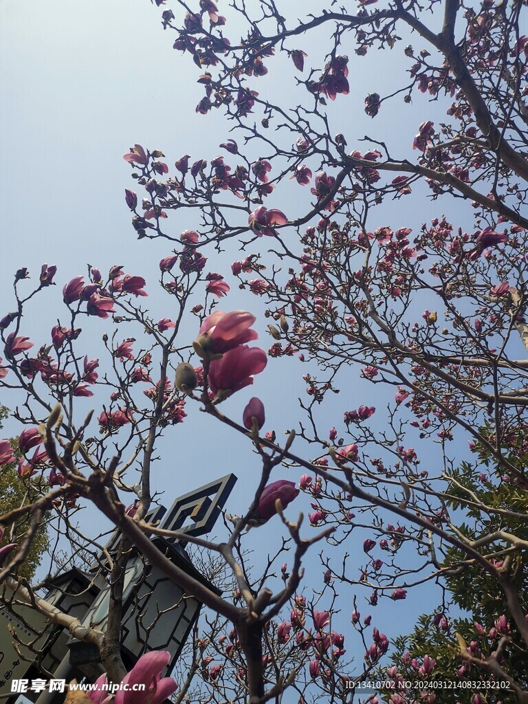 玉兰花特写