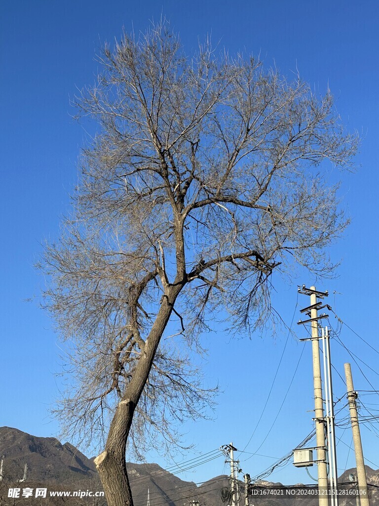 树木远山