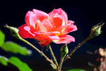月季花