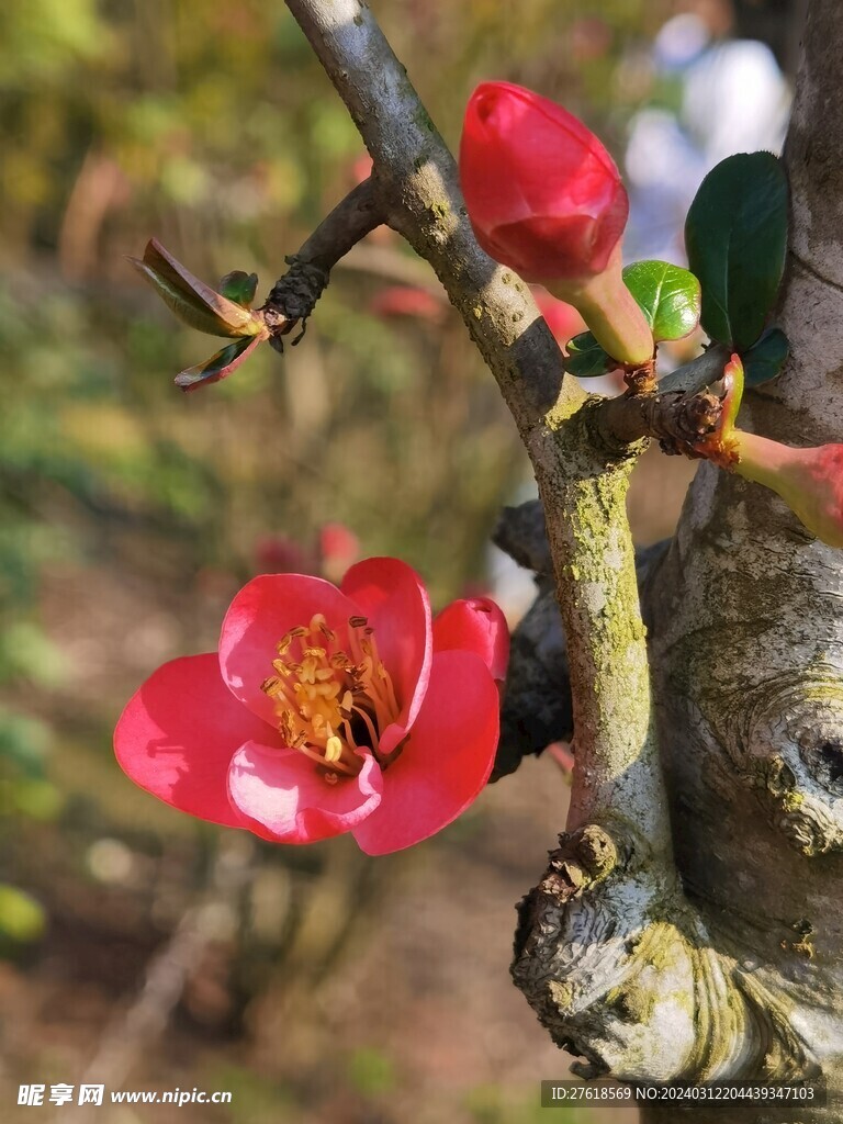 春天 樱花 