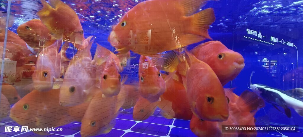 热带鱼