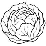  白菜  线稿