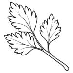  香菜  线稿