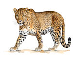 水彩动物豹子独幅