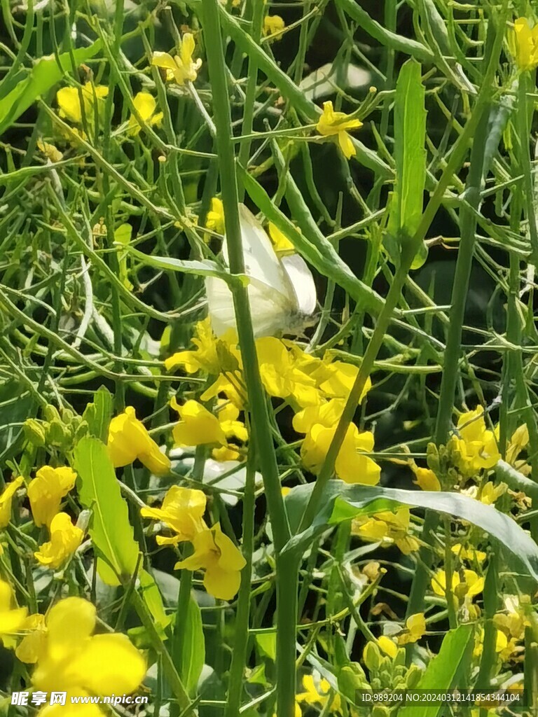 油菜蝴蝶