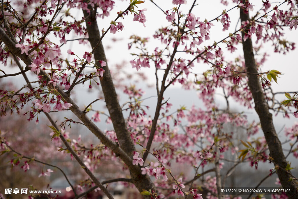 樱花