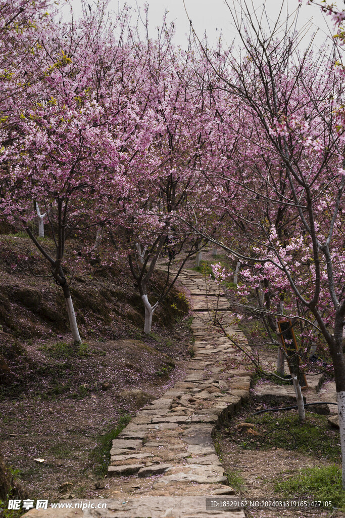樱花