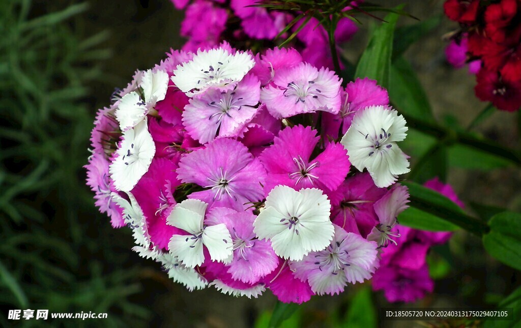 丁香花