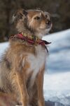 宠物犬