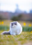 波斯猫